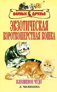 Экзотерическая короткошерстная кошка