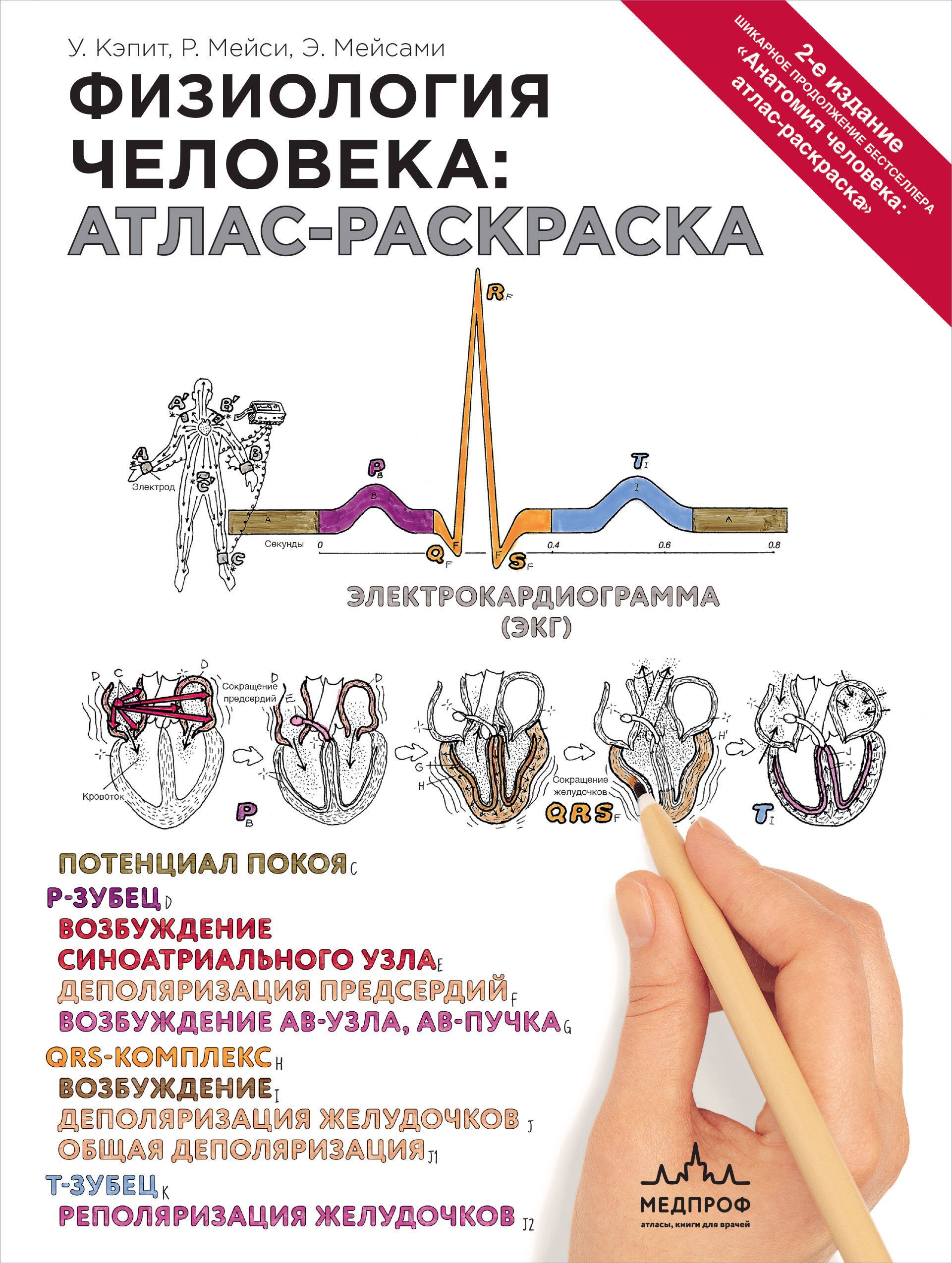Физиология человека: атлас-раскраска
