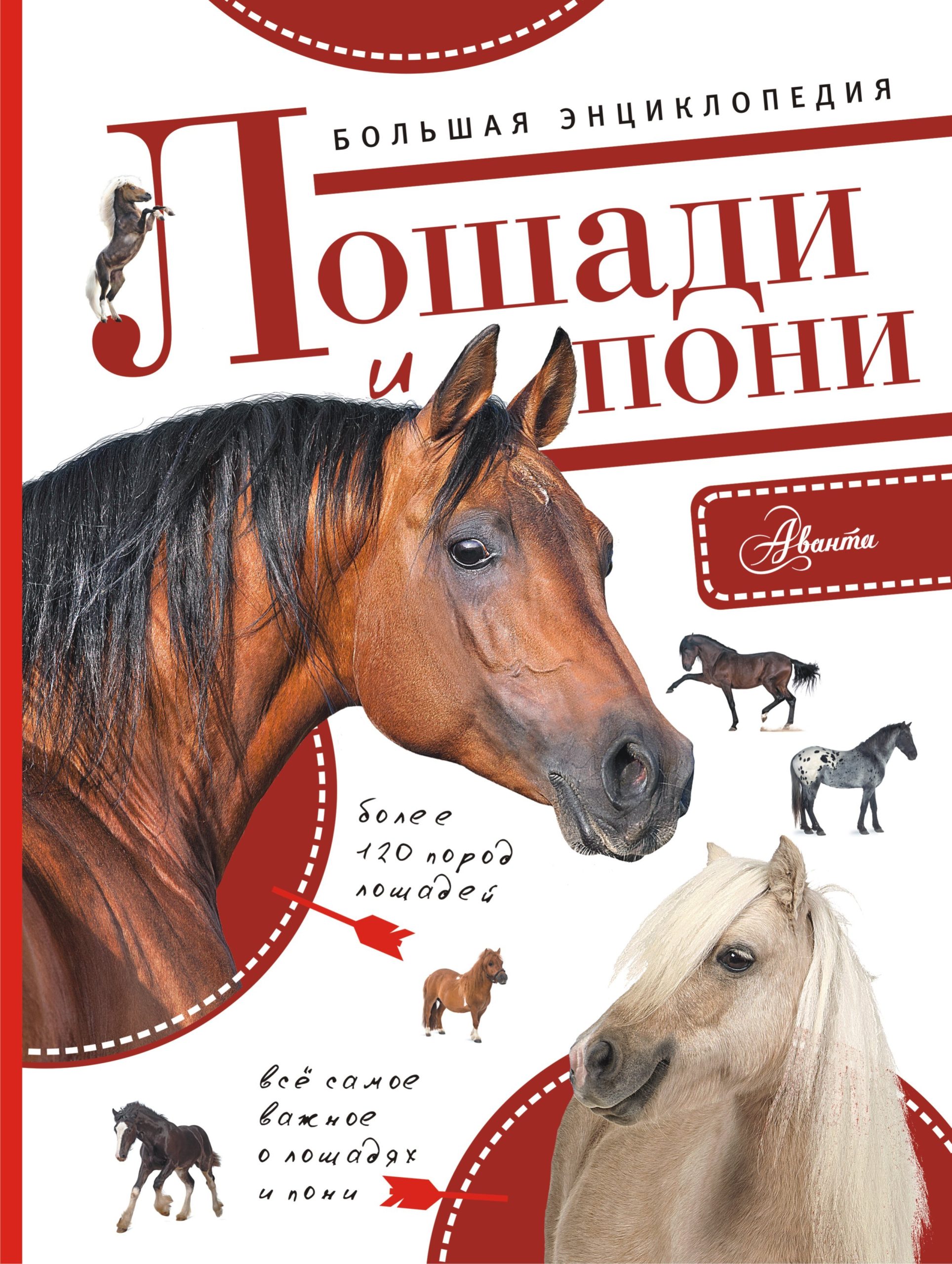 Большая энциклопедия. Лошади и пони